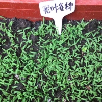 廣東廣州寬葉草種子多年生護坡寬葉雀草種稗耐熱耐旱百喜草種子